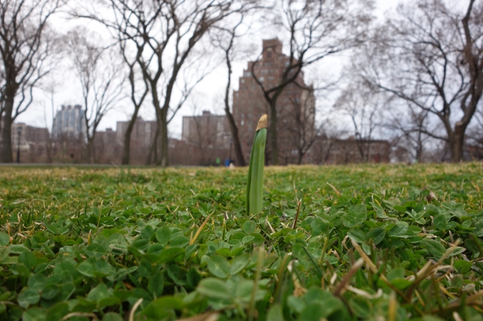 Bud / New York, NY / 2013 Raine Trainor