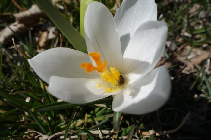 Bud / New York, NY / 2013 Raine Trainor